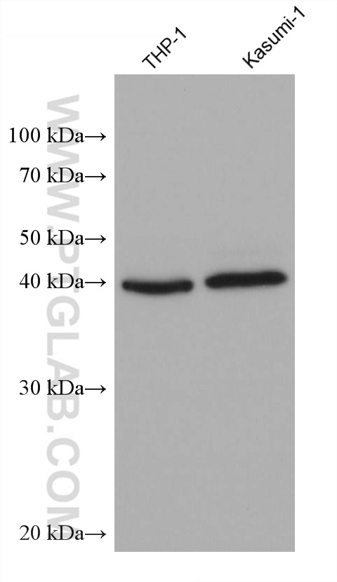 Western Blot (WB) analysis of various lysates using SCGF Monoclonal antibody (60295-1-Ig)