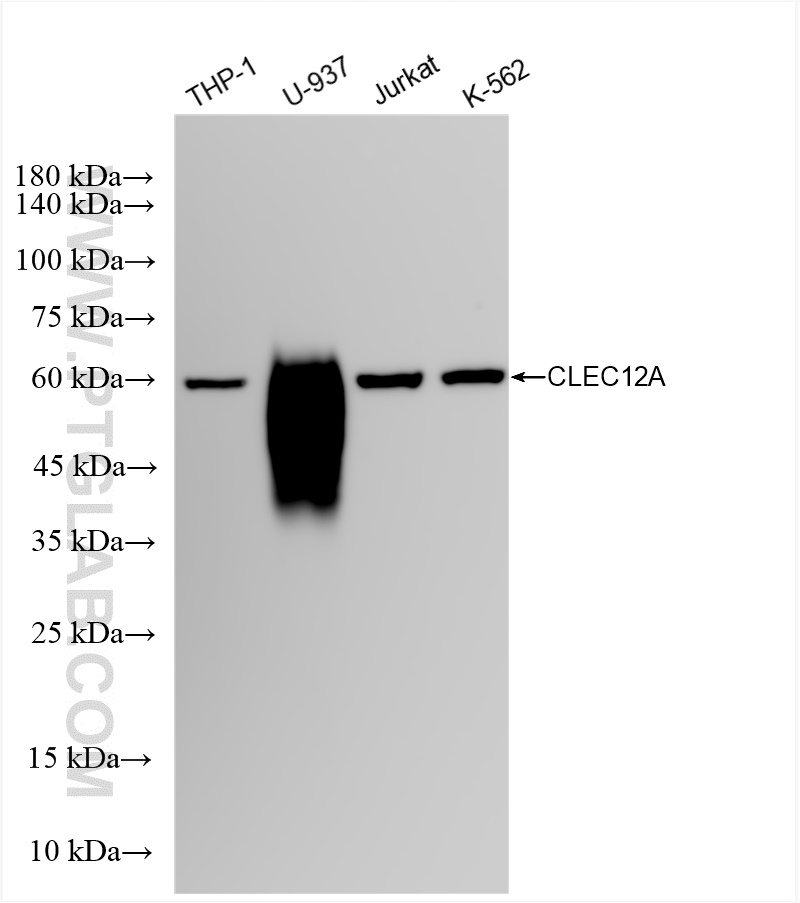 CLEC12A