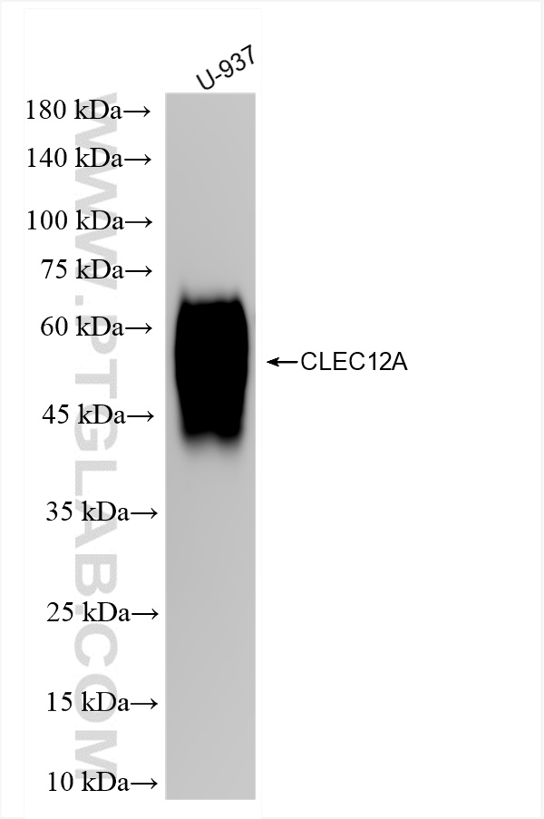 Western Blot (WB) analysis of U-937 cells using CLEC12A Recombinant antibody (83680-5-RR)