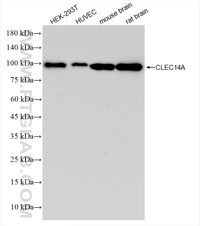 Western Blot (WB) analysis of various lysates using CLEC14A Recombinant antibody (84327-1-RR)