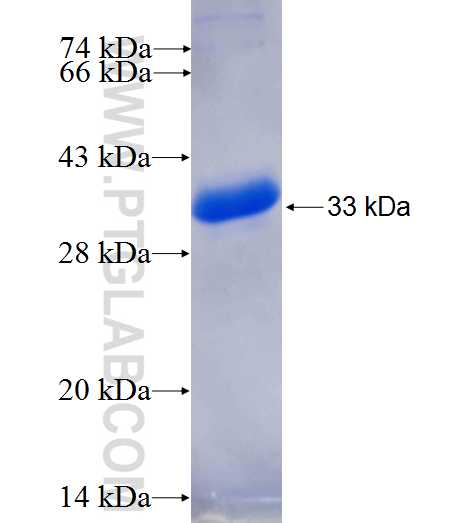 CLEC1A fusion protein Ag25116 SDS-PAGE