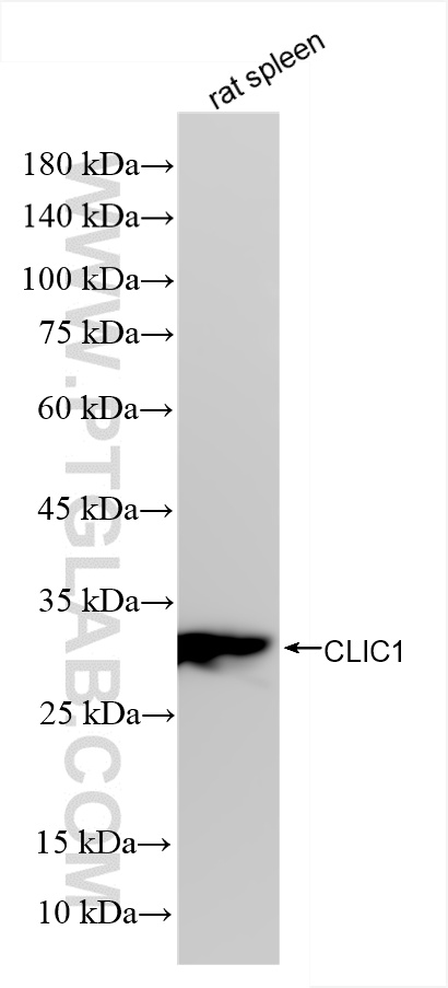 Western Blot (WB) analysis of various lysates using CLIC1 Recombinant antibody (85831-4-RR)