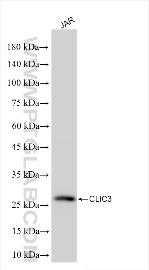 Western Blot (WB) analysis of JAR cells using CLIC3 Recombinant antibody (84759-4-RR)