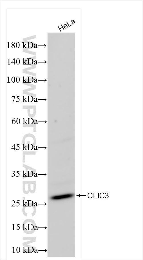 Western Blot (WB) analysis of HeLa cells using CLIC3 Recombinant antibody (84759-4-RR)