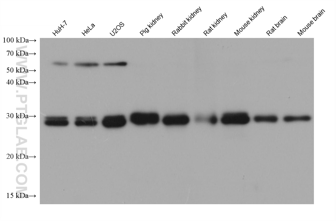 Western Blot (WB) analysis of various lysates using CLIC4 Monoclonal antibody (66343-1-Ig)