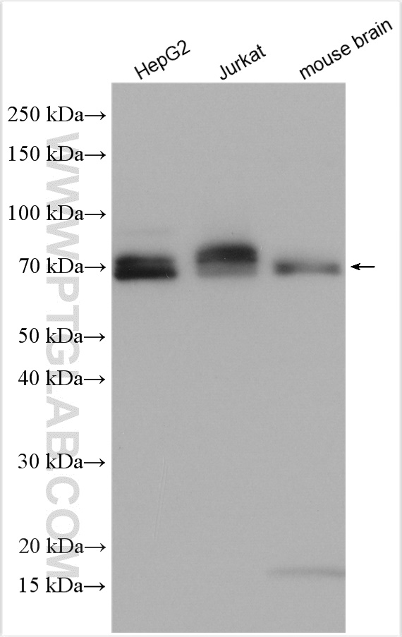 Western Blot (WB) analysis of various lysates using CLINT1 Polyclonal antibody (10470-1-AP)