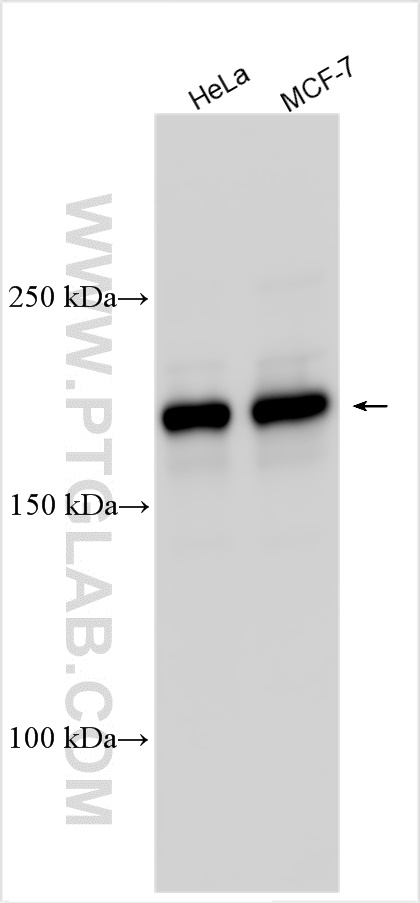 Western Blot (WB) analysis of various lysates using CLIP1 Polyclonal antibody (23839-1-AP)