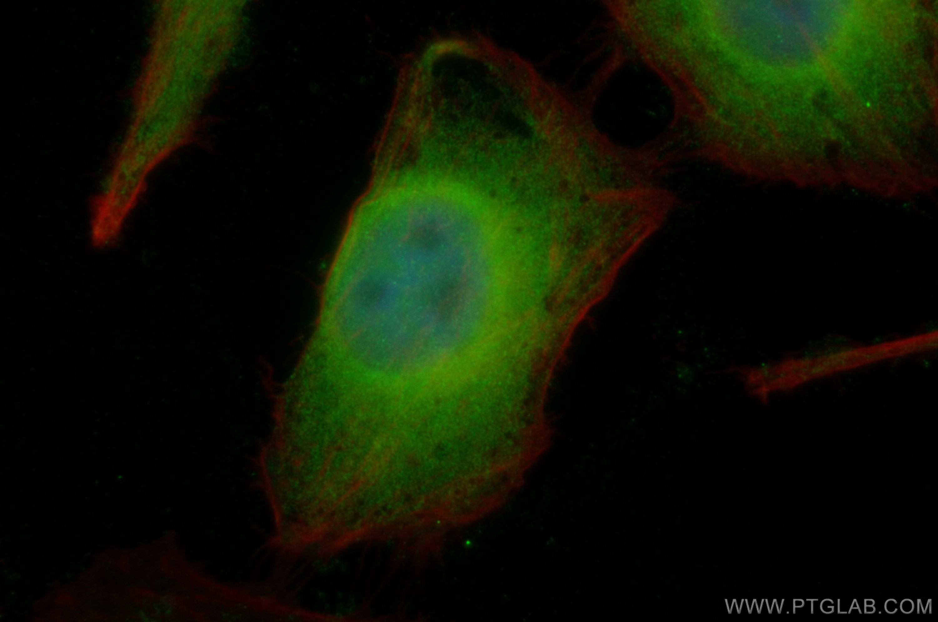 Immunofluorescence (IF) / fluorescent staining of HeLa cells using CLOCK Polyclonal antibody (30680-1-AP)