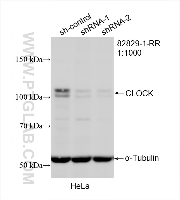 Western Blot (WB) analysis of HeLa cells using CLOCK Recombinant antibody (82829-1-RR)