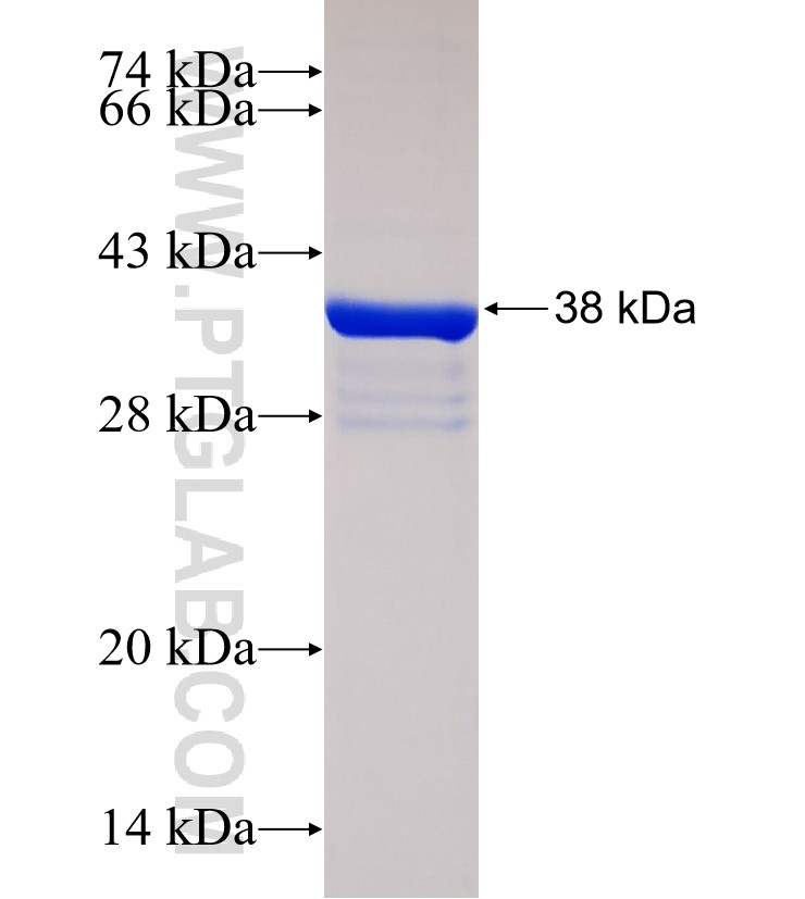 CLOCK fusion protein Ag33370 SDS-PAGE