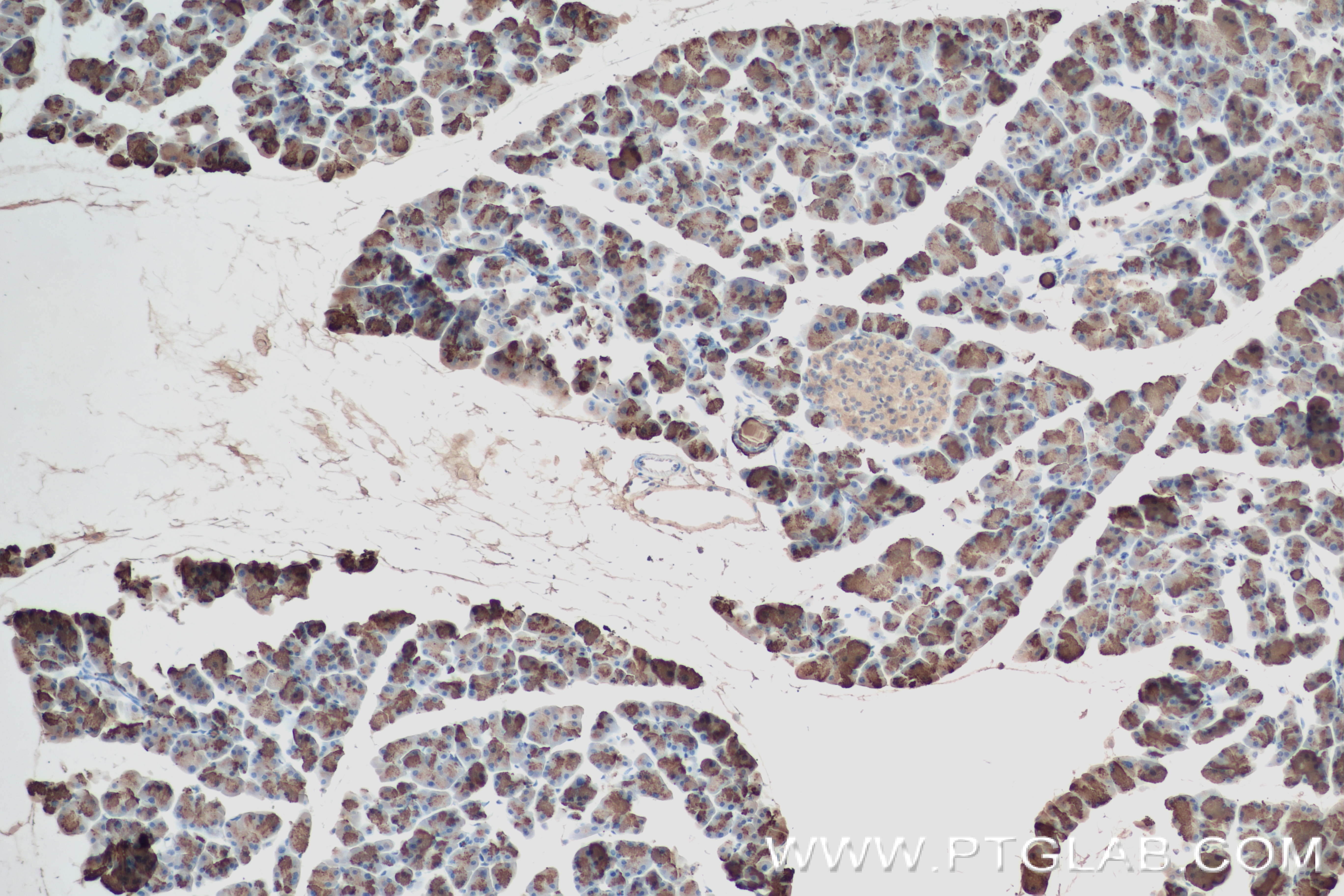 Immunohistochemistry (IHC) staining of mouse pancreas tissue using CLPS Recombinant antibody (84224-2-RR)