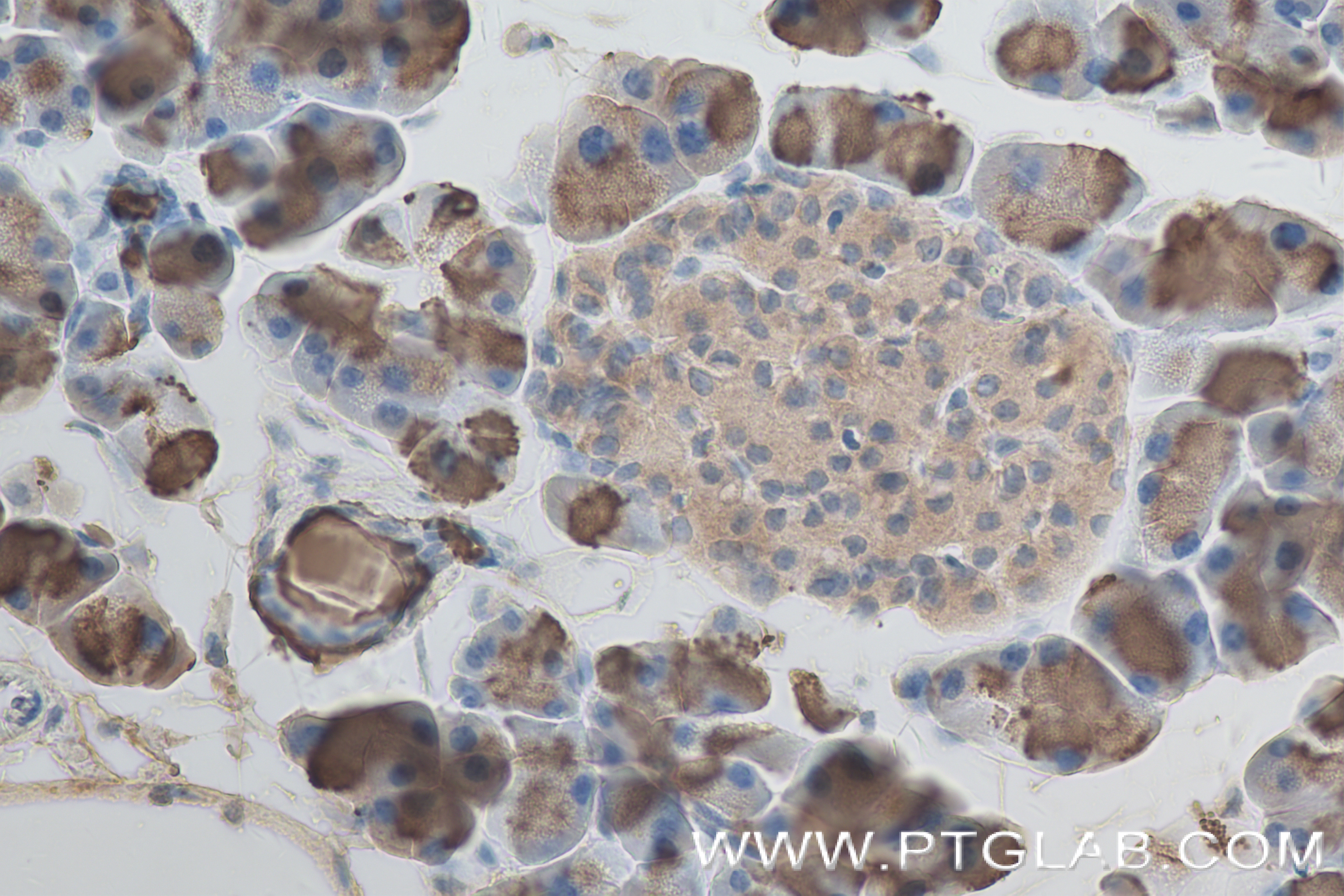 Immunohistochemistry (IHC) staining of mouse pancreas tissue using CLPS Recombinant antibody (84224-2-RR)