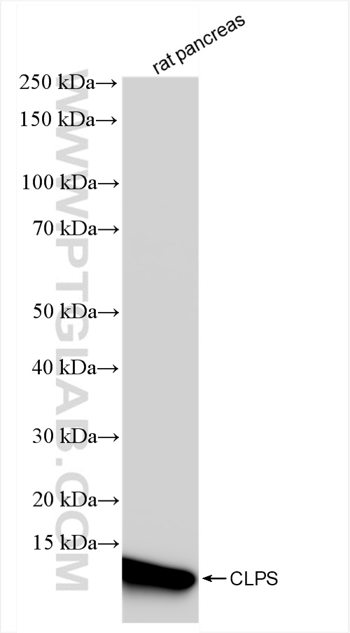 Western Blot (WB) analysis of rat pancreas tissue using CLPS Recombinant antibody (84224-2-RR)