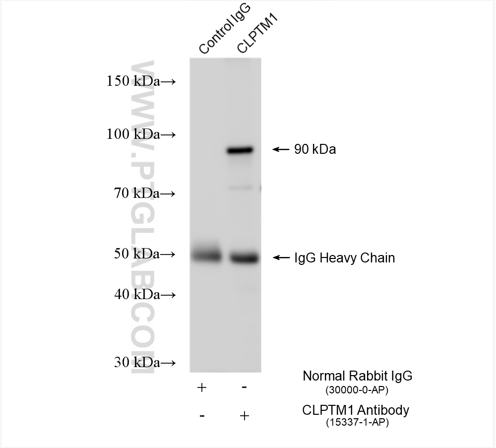 Immunoprecipitation (IP) experiment of A549 cells using CLPTM1 Polyclonal antibody (15337-1-AP)