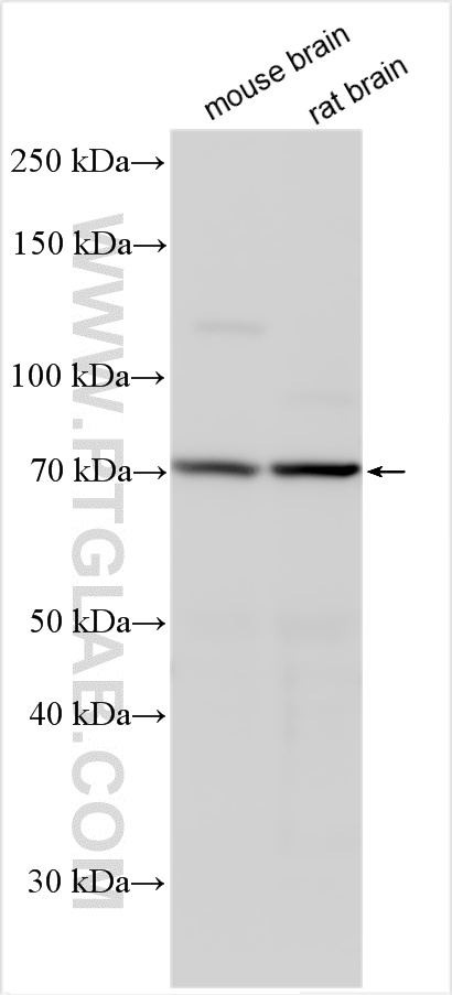 Western Blot (WB) analysis of various lysates using CLPTM1 Polyclonal antibody (15337-1-AP)