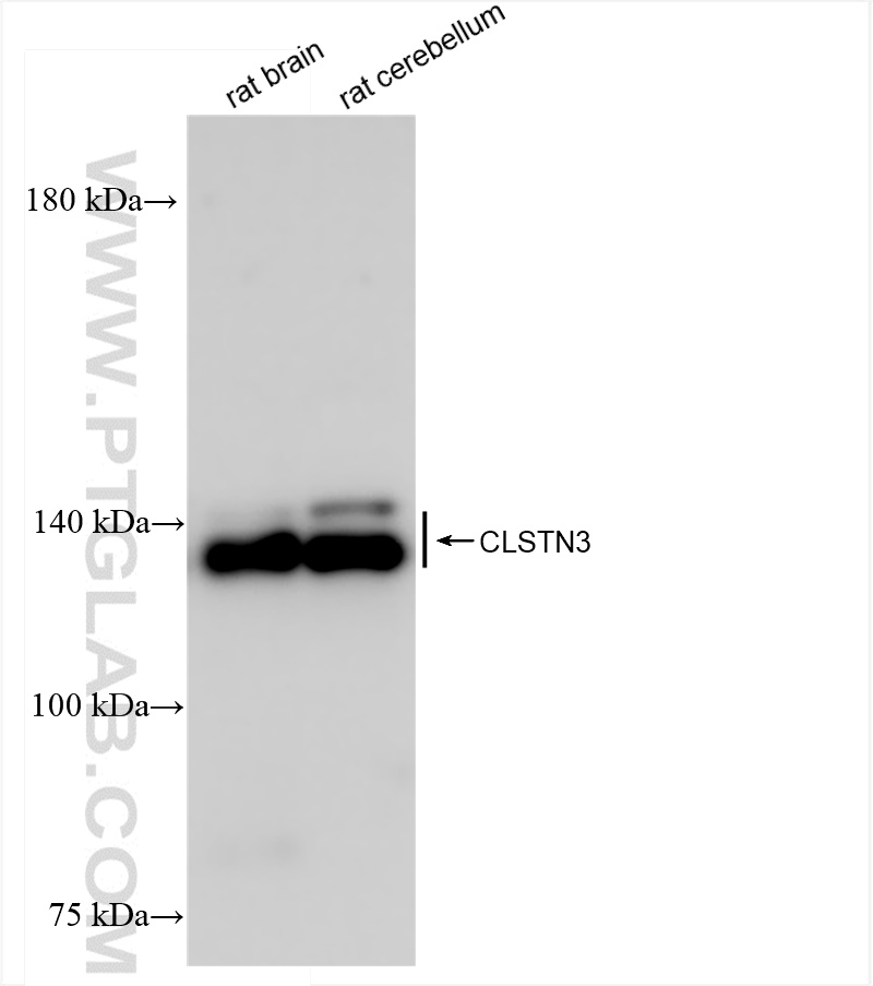 Western Blot (WB) analysis of various lysates using CLSTN3 Recombinant antibody (83931-1-RR)