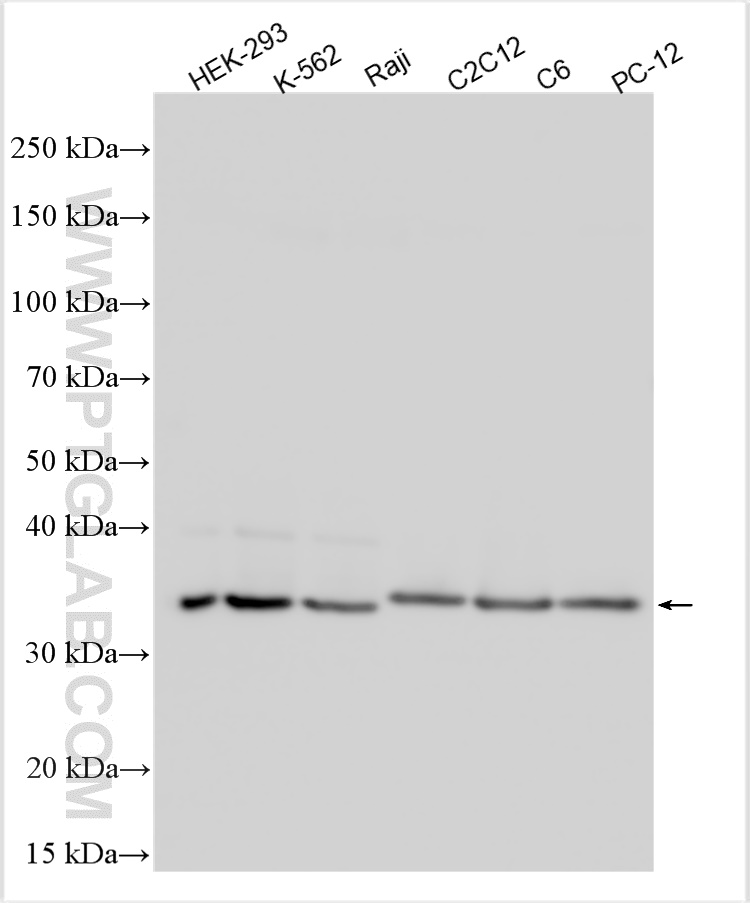 Western Blot (WB) analysis of various lysates using CLTA Polyclonal antibody (10852-1-AP)