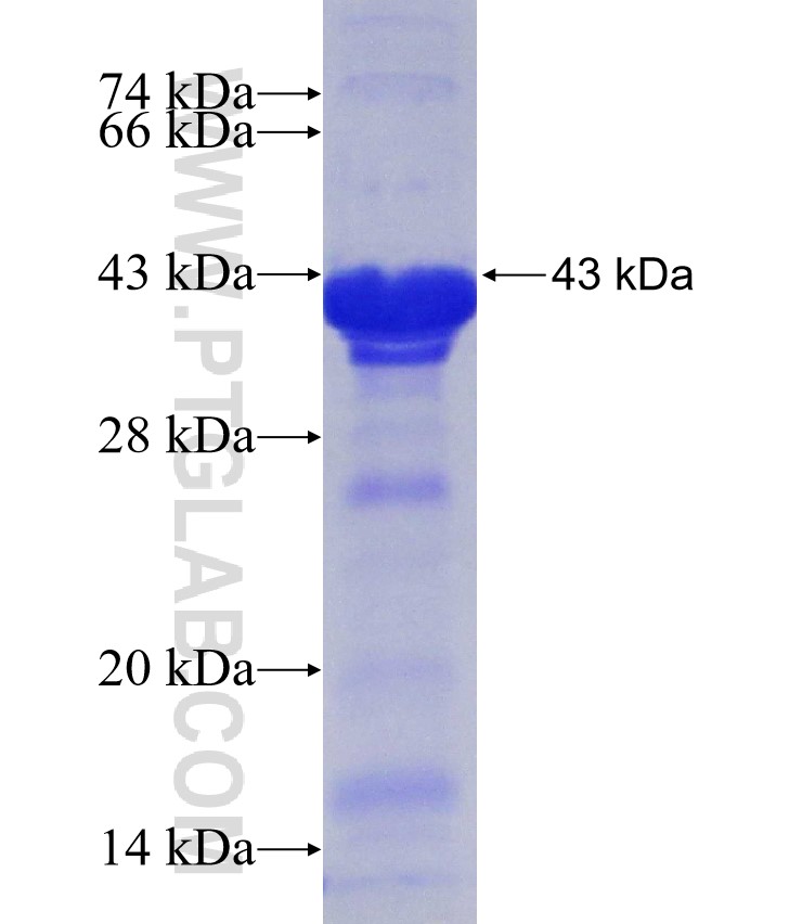 CLTA fusion protein Ag31327 SDS-PAGE