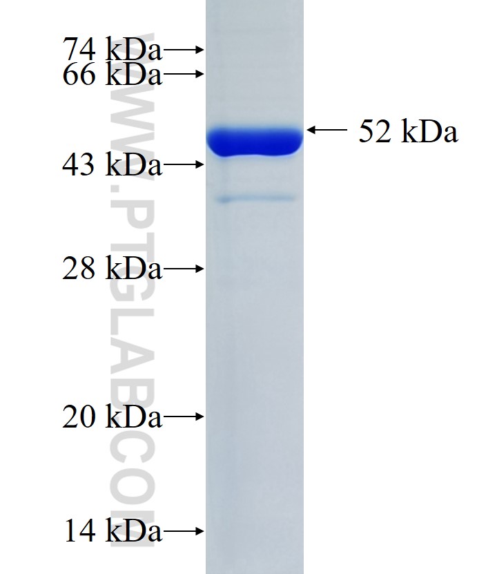 CLUH fusion protein Ag34275 SDS-PAGE