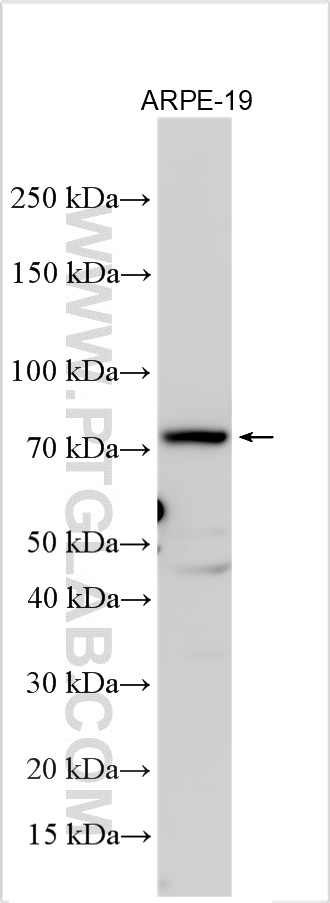 Western Blot (WB) analysis of various lysates using CLUL1 Polyclonal antibody (27498-1-AP)