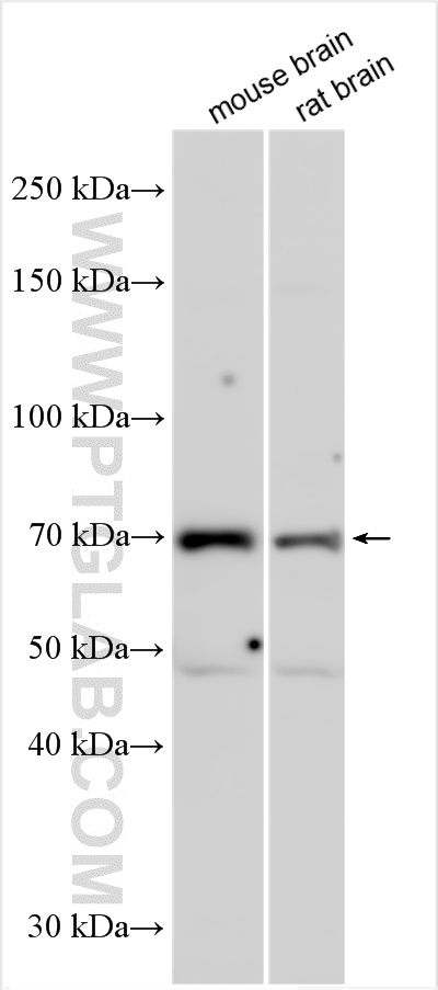 Western Blot (WB) analysis of various lysates using CNGA4 Polyclonal antibody (22201-1-AP)