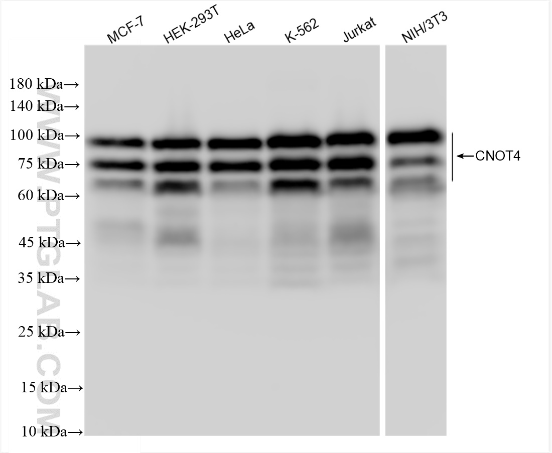 Western Blot (WB) analysis of various lysates using CNOT4 Recombinant antibody (83615-4-RR)