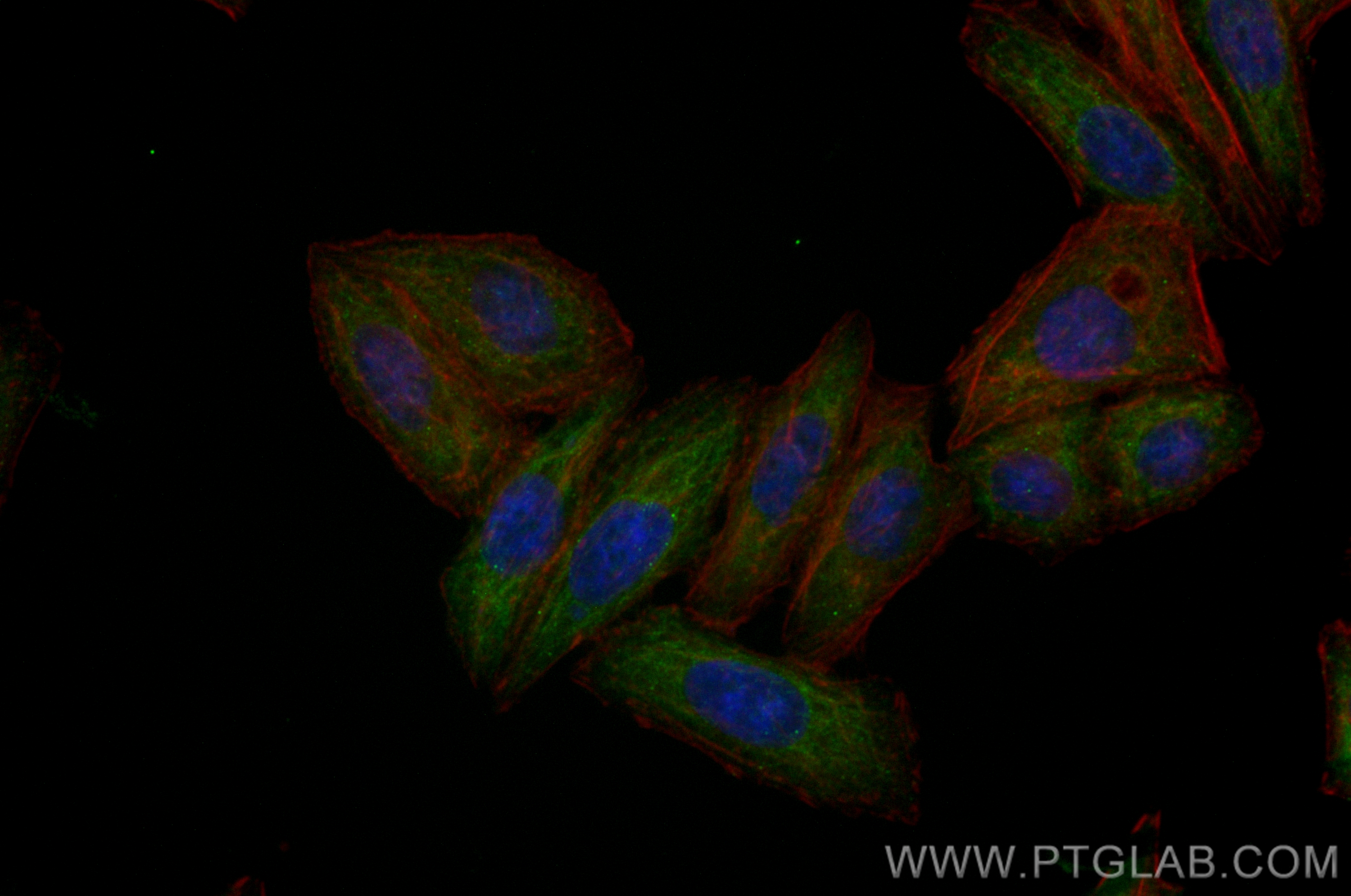 Immunofluorescence (IF) / fluorescent staining of HepG2 cells using CoraLite® Plus 488-conjugated CNOT4 Recombinant an (CL488-83615-4)