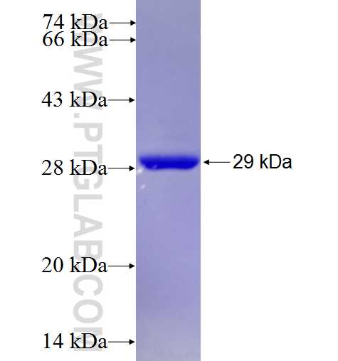 CNOT8 fusion protein Ag24052 SDS-PAGE