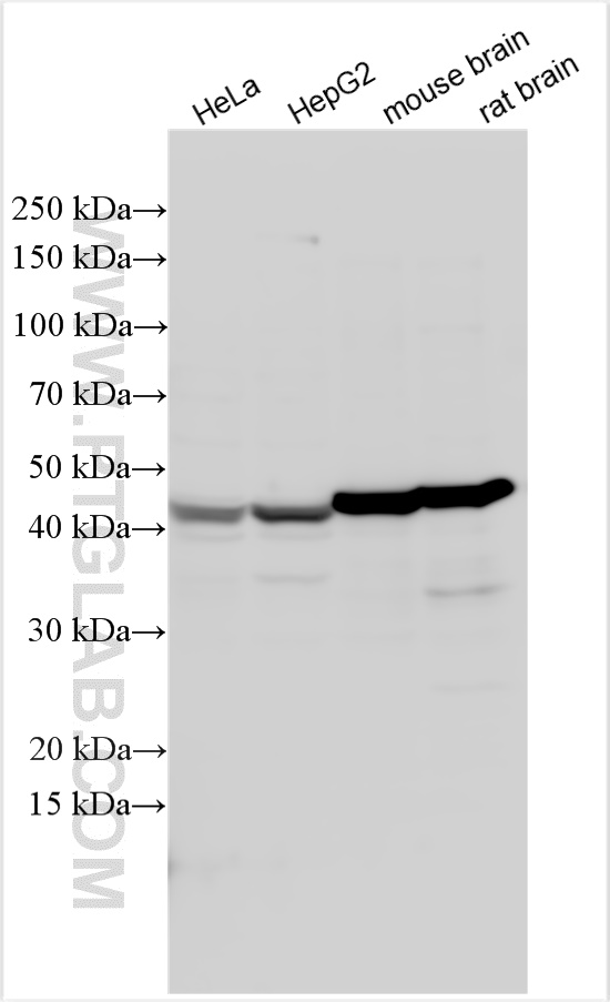 Western Blot (WB) analysis of various lysates using CNPase Polyclonal antibody (13427-1-AP)