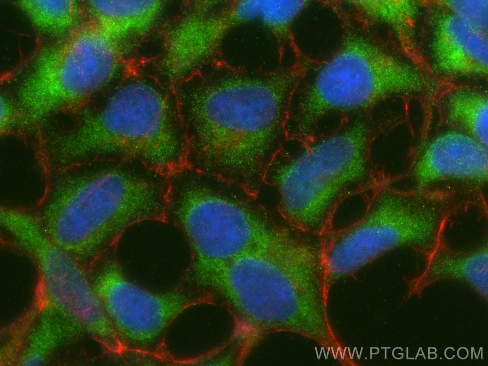 Immunofluorescence (IF) / fluorescent staining of HEK-293 cells using CNPY3 Polyclonal antibody (15215-1-AP)