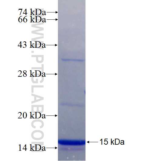 CNTN2 fusion protein Ag25902 SDS-PAGE