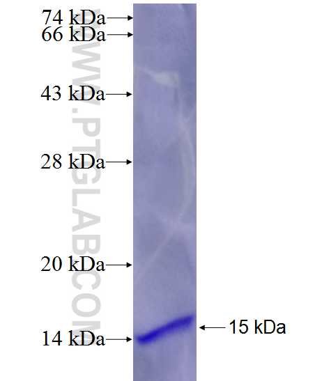 CNTNAP3 fusion protein Ag26639 SDS-PAGE