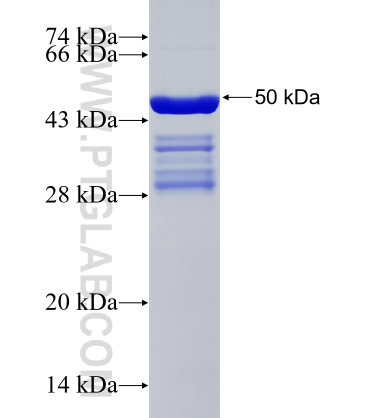 COL17A1 fusion protein Ag34645 SDS-PAGE