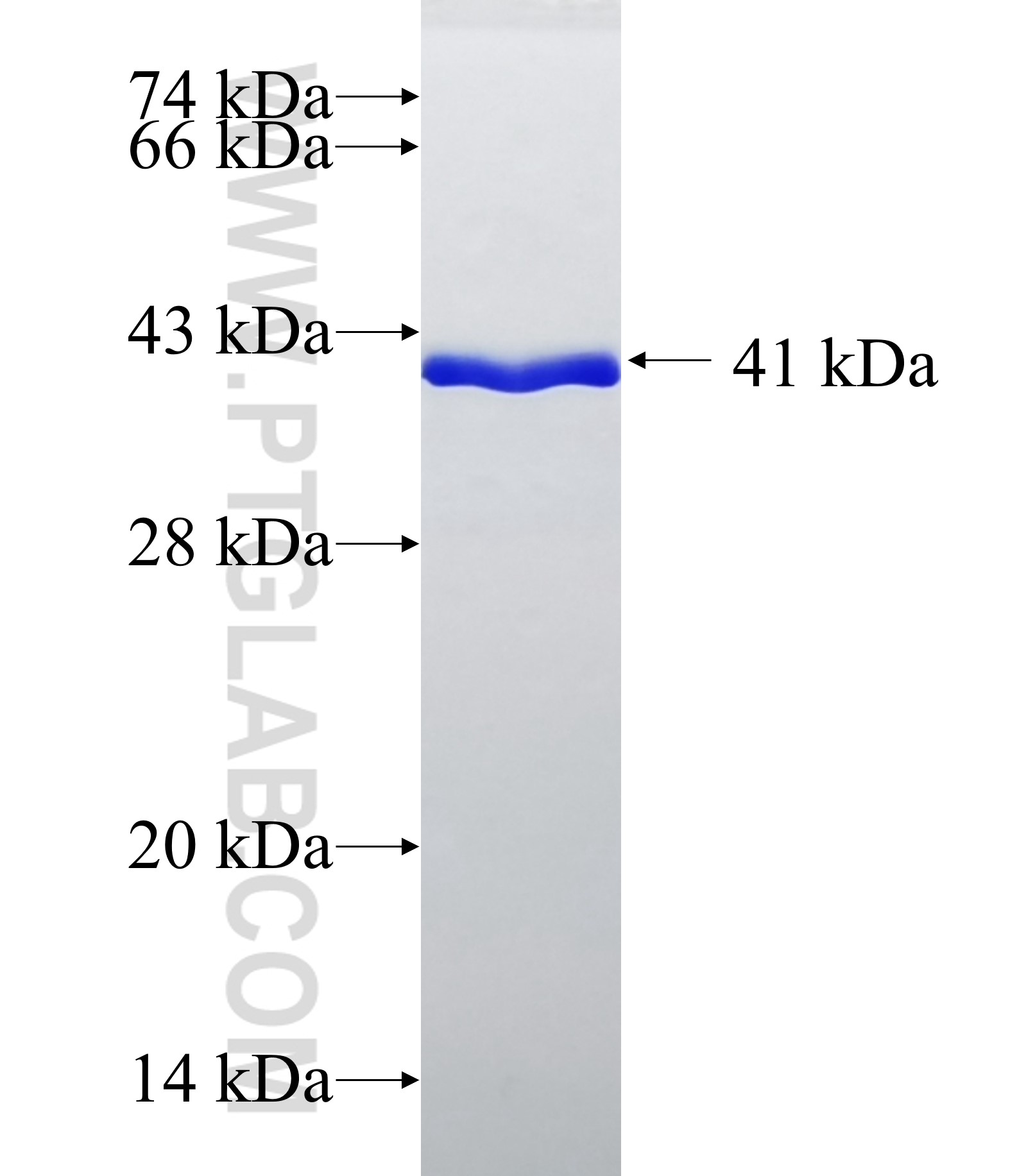 COL1A1 fusion protein Ag27389 SDS-PAGE