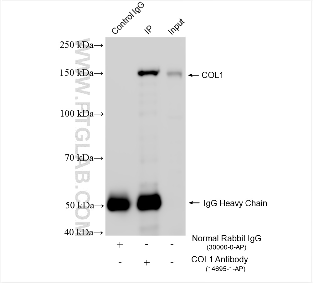 Immunoprecipitation (IP) experiment of U-87 MG cells using Collagen Type I Polyclonal antibody (14695-1-AP)