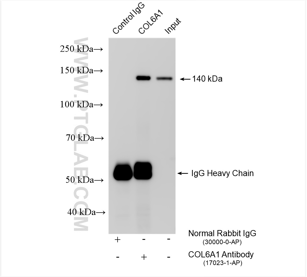 Immunoprecipitation (IP) experiment of mouse heart tissue using Collagen Type VI Polyclonal antibody (17023-1-AP)