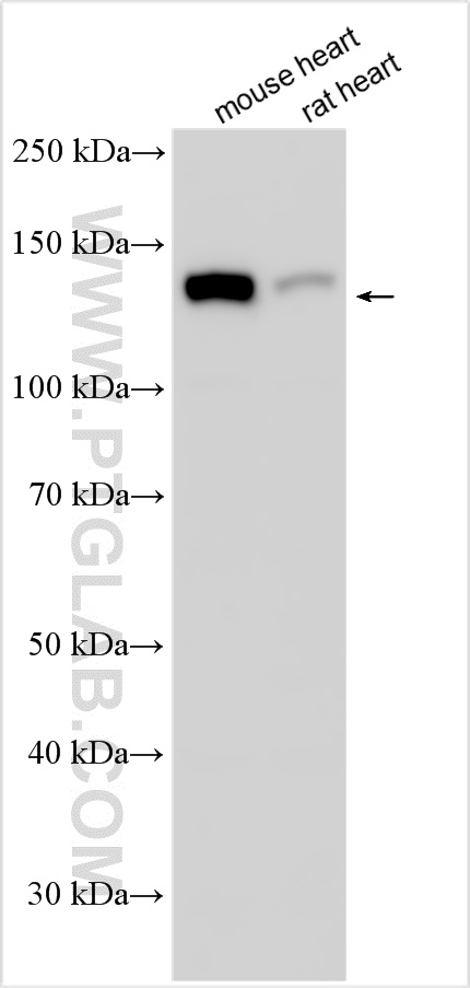 Western Blot (WB) analysis of various lysates using Collagen Type VI Polyclonal antibody (17023-1-AP)