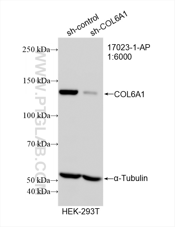 Western Blot (WB) analysis of HEK-293T cells using Collagen Type VI Polyclonal antibody (17023-1-AP)