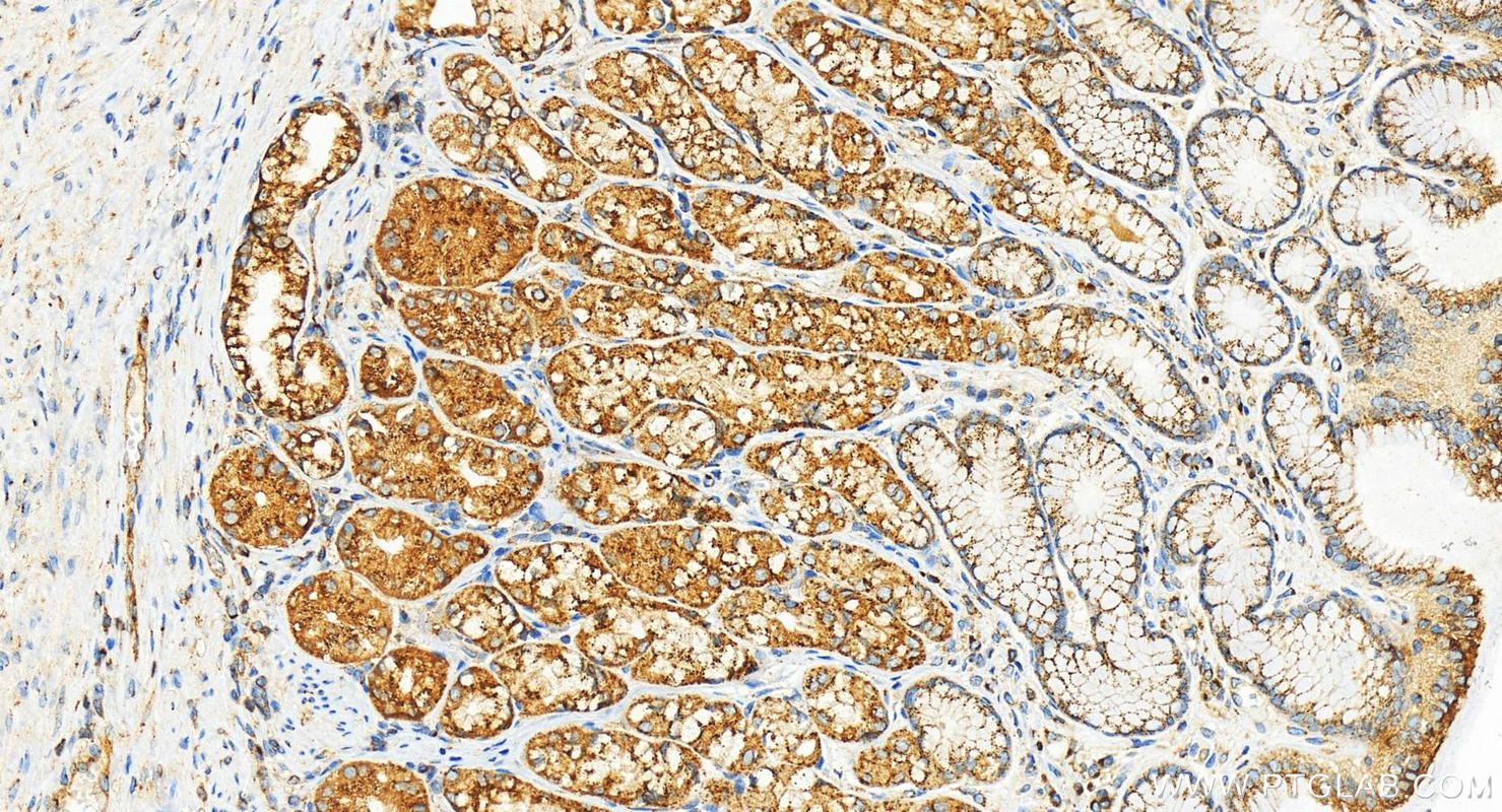 Immunohistochemistry (IHC) staining of human stomach tissue using COPA Recombinant antibody (83089-1-RR)