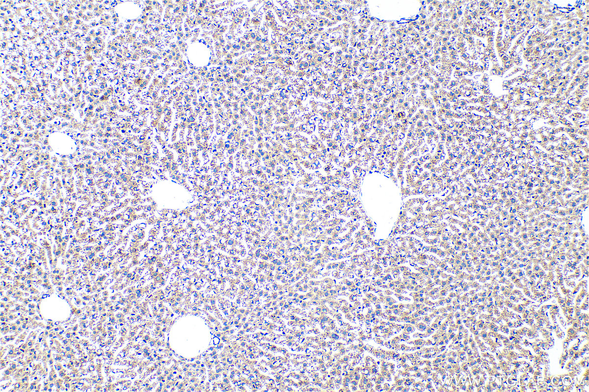 Immunohistochemistry (IHC) staining of mouse liver tissue using COPA Recombinant antibody (83089-1-RR)