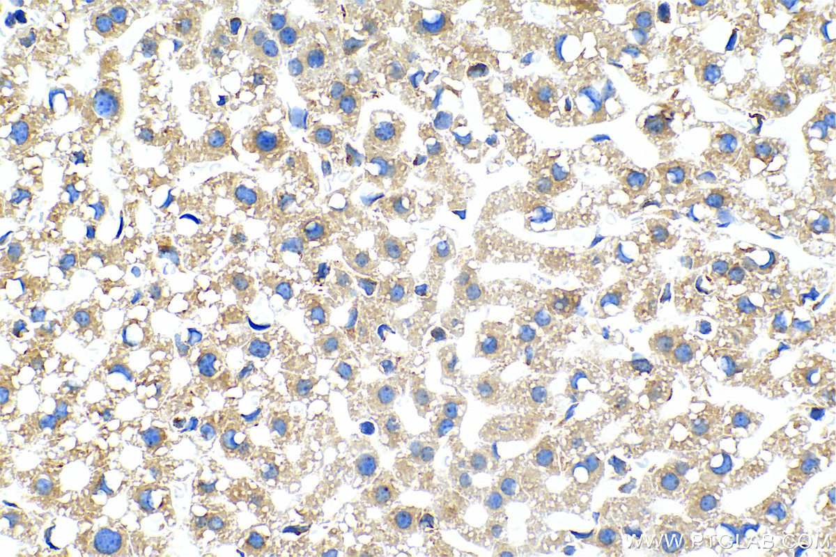 Immunohistochemistry (IHC) staining of mouse liver tissue using COPA Recombinant antibody (83089-1-RR)