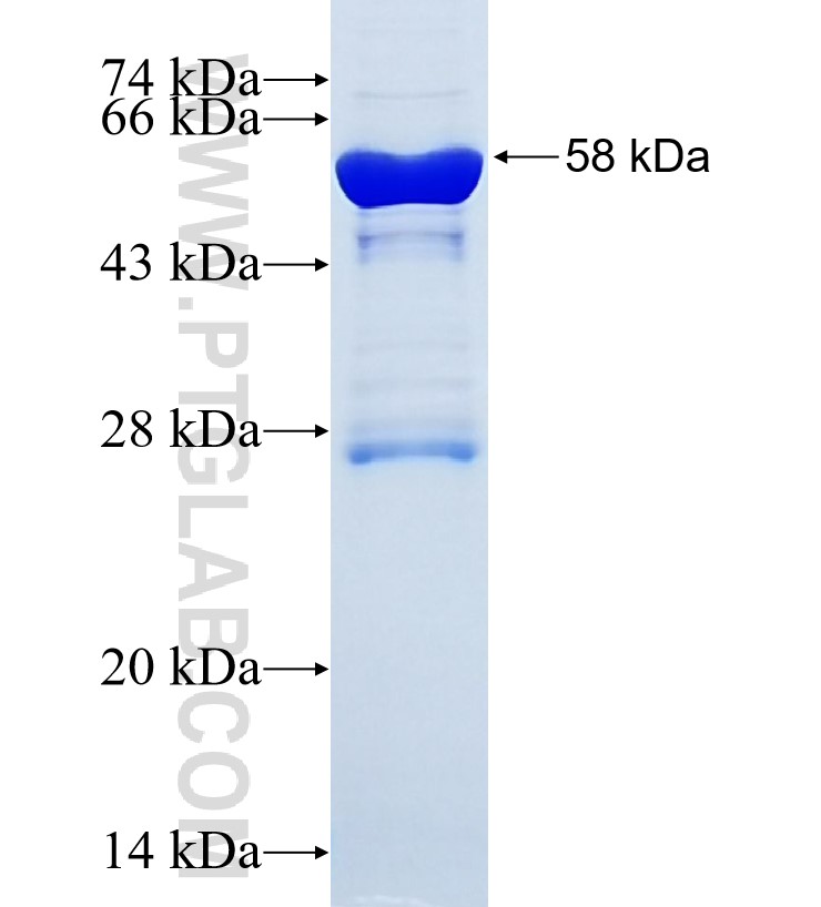 COPA fusion protein Ag34207 SDS-PAGE