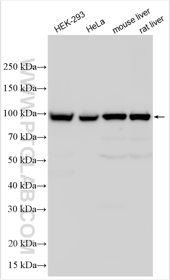 Western Blot (WB) analysis of various lysates using COPB1 Polyclonal antibody (27469-1-AP)