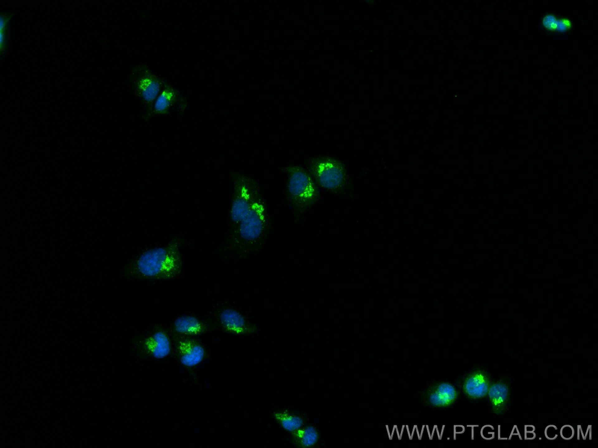 Immunofluorescence (IF) / fluorescent staining of PC-12 cells using COPB2 Polyclonal antibody (14733-1-AP)