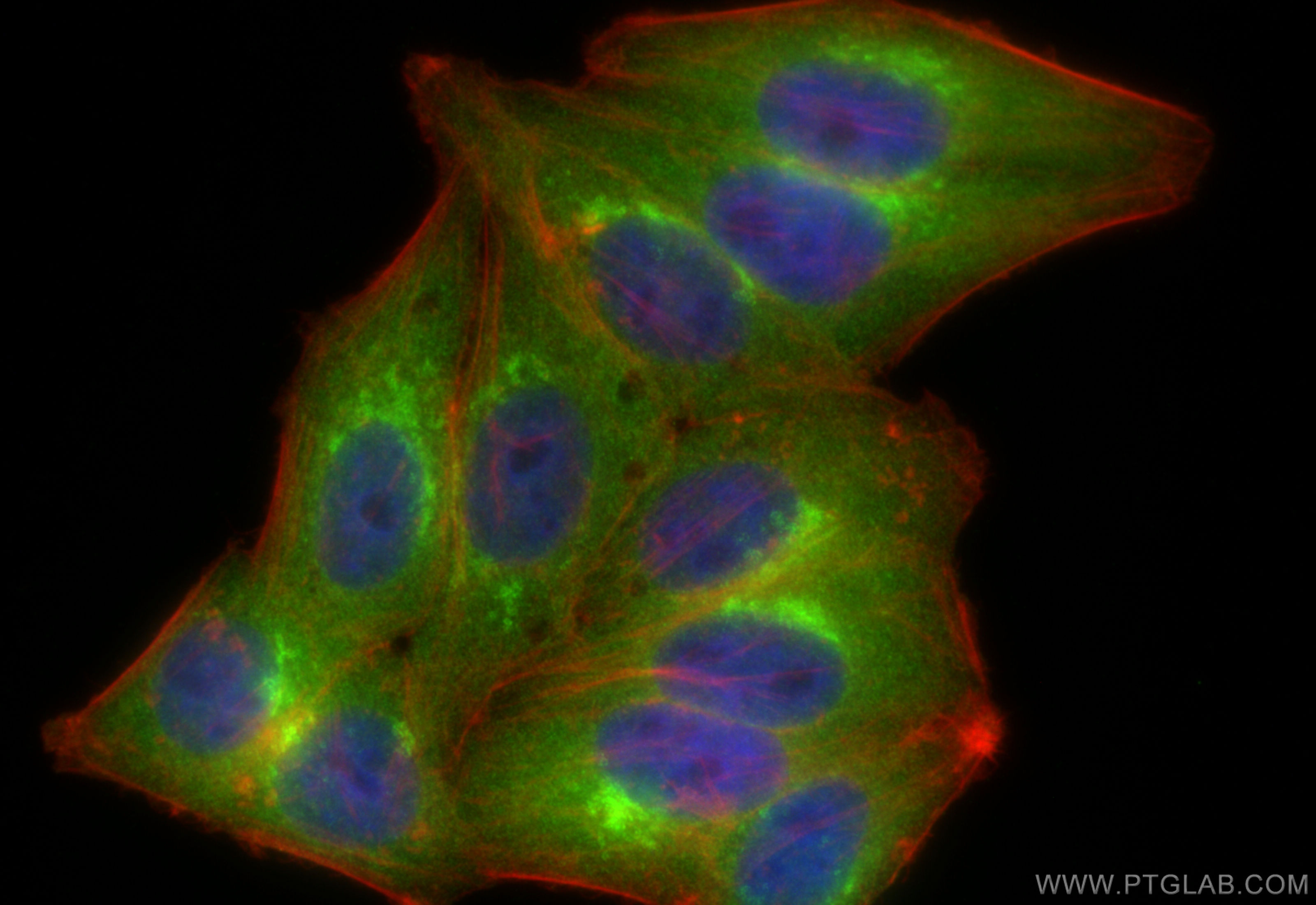 Immunofluorescence (IF) / fluorescent staining of HepG2 cells using COPE Polyclonal antibody (11457-1-AP)