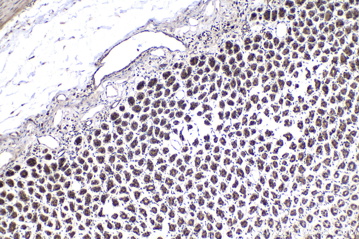 Immunohistochemistry (IHC) staining of rat stomach tissue using COPE Polyclonal antibody (11457-1-AP)