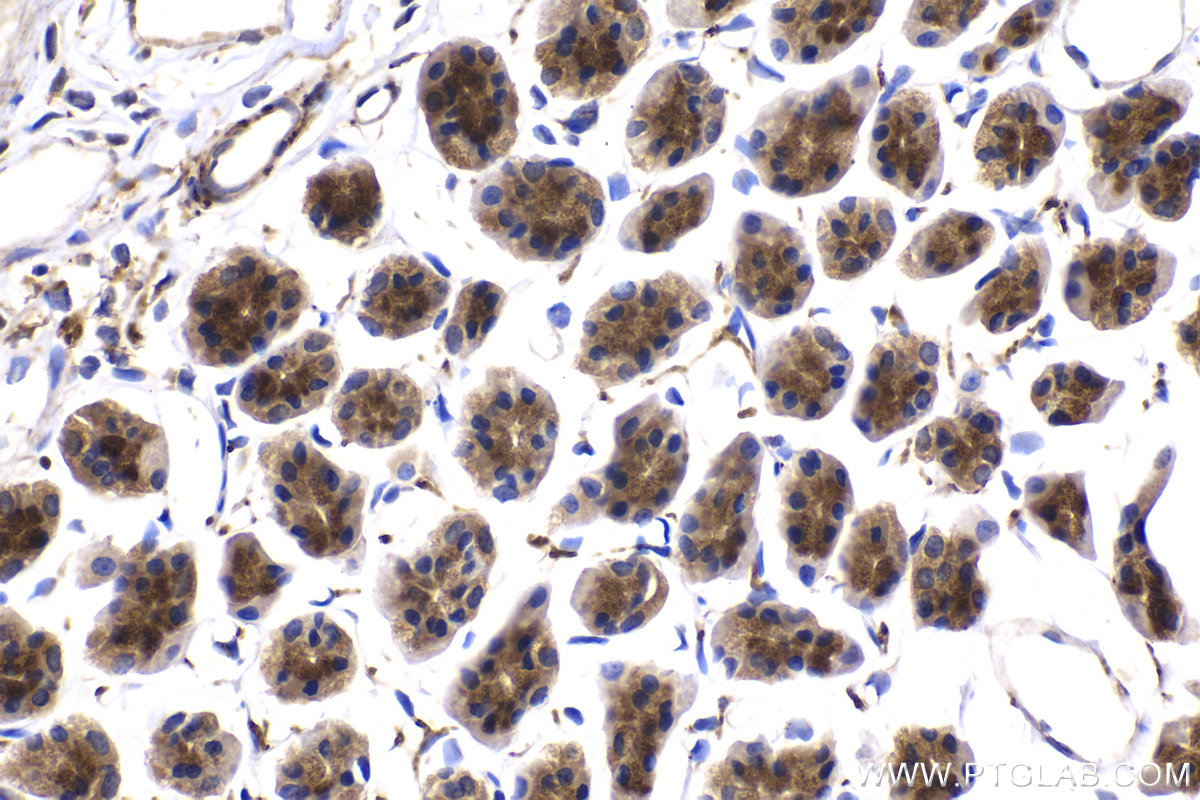 Immunohistochemistry (IHC) staining of rat stomach tissue using COPE Polyclonal antibody (11457-1-AP)