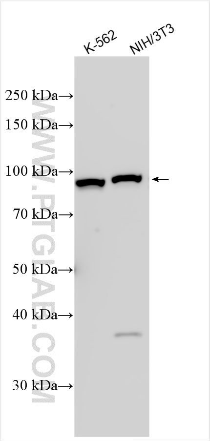 Western Blot (WB) analysis of various lysates using COPG Polyclonal antibody (12393-1-AP)