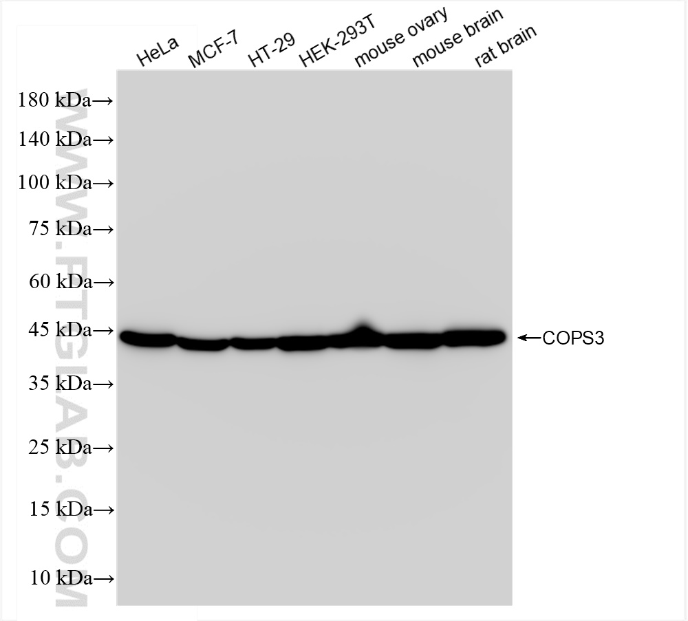 Western Blot (WB) analysis of various lysates using COPS3 Recombinant antibody (83822-2-RR)