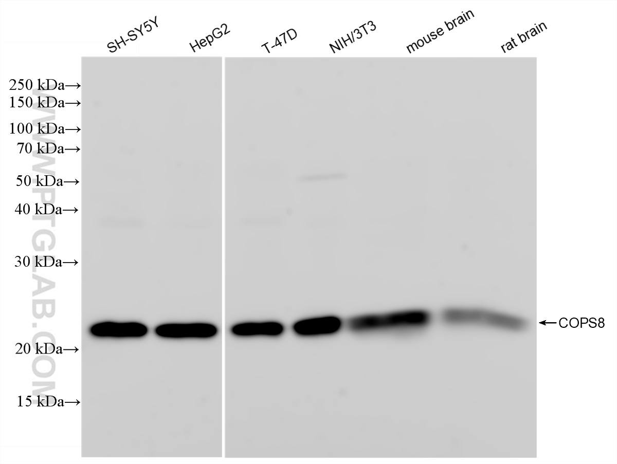 Western Blot (WB) analysis of various lysates using COPS8 Recombinant antibody (83312-1-RR)